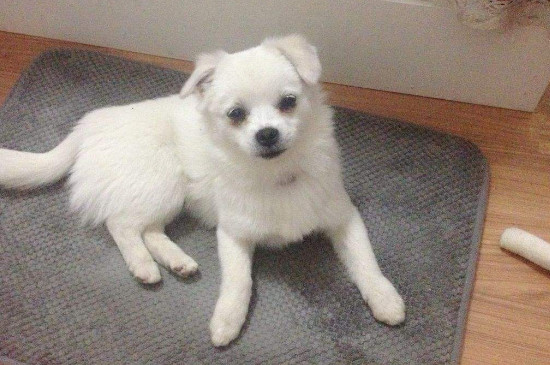 狗狗怀孕初期症状