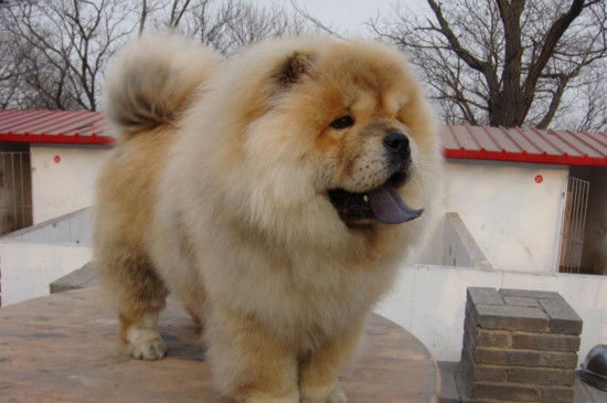 松狮倒睫毛怎么办
