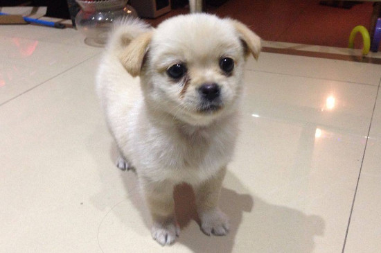狗冠状病毒会传染人吗