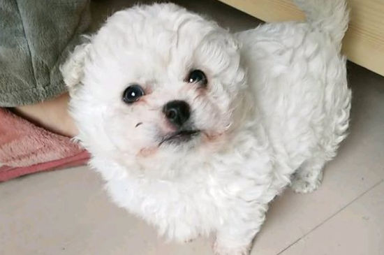 比熊身上有螨虫怎么办