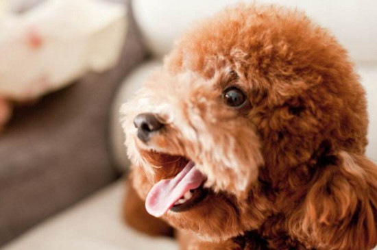 狗狗怀孕的症状