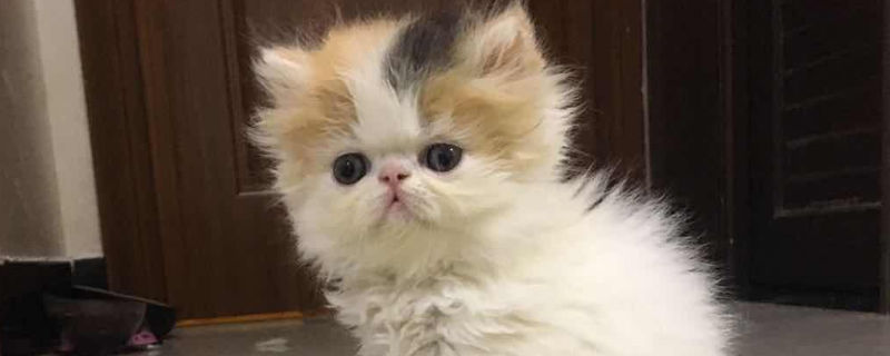 波斯猫养猫笼里好吗