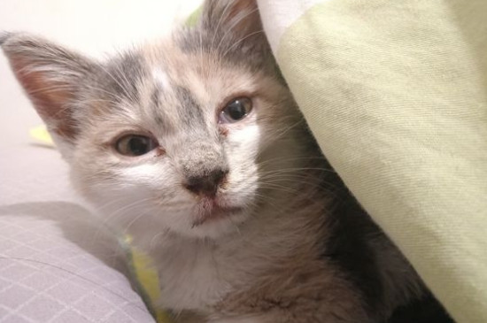 猫咪吃什么吐什么