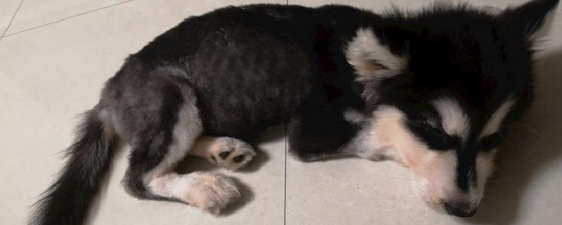 小狗几个月开始认主人