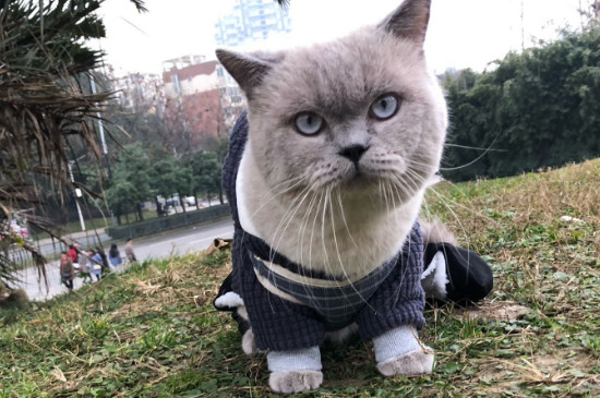 宠物猫多久驱虫