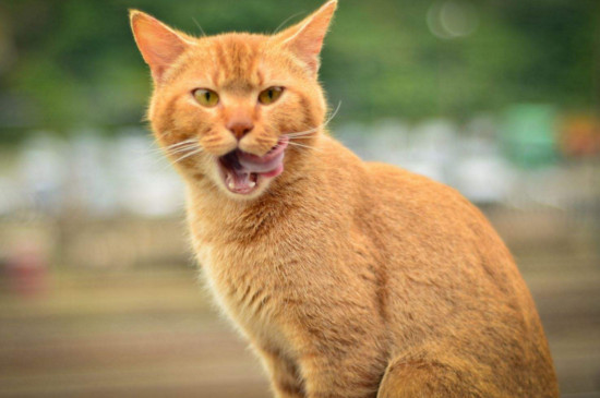 猫饿急了会攻击人吗
