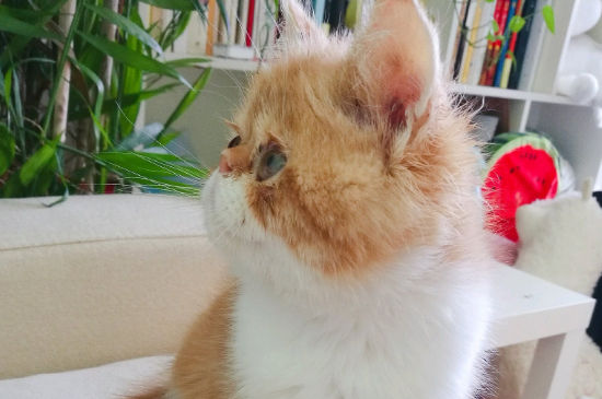 猫薄荷多大的猫能吃，猫几个月可以吃猫薄荷