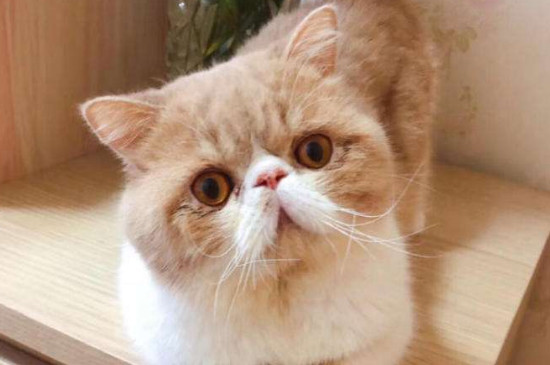 异国短毛猫是加菲猫吗