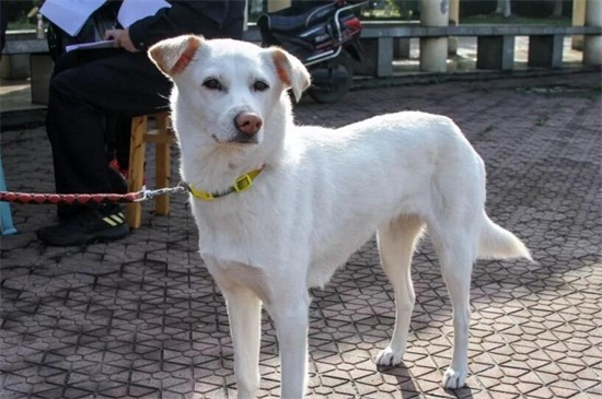 狗狂犬病疫苗打几针
