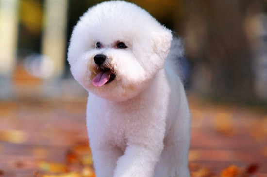 便宜好养的小型犬
