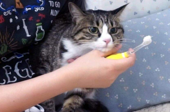 打猫时猫为什么不反抗