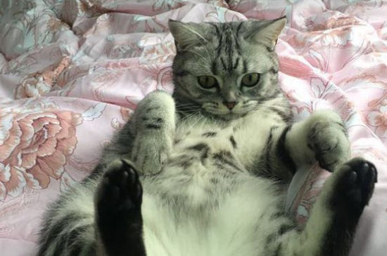 猫的瞳孔变成竖线
