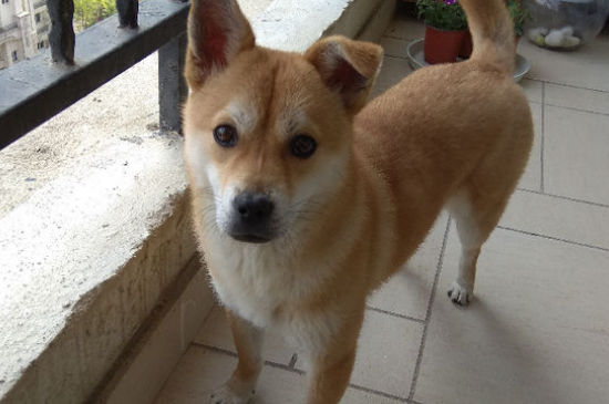 为什么养柴犬的人很少