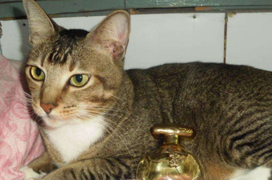 家里有猫能不能喷香水