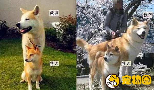 柴犬和秋田犬的区别是什么，柴犬呆萌秋田犬霸气