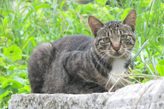 野猫一般会把窝建在哪里
