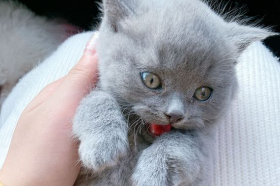 猫侧躺是撒娇么