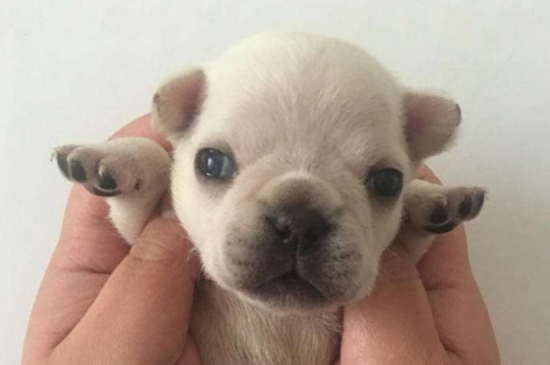 法斗一天喂几次，幼犬一天喂3～4次成犬只需喂2次