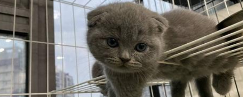 英短折耳猫怎么养