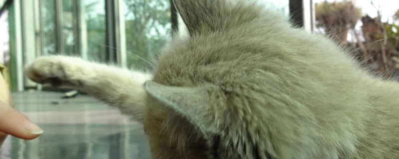 被猫抓了一下轻微破皮没流血