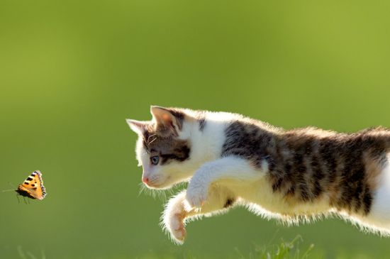 母猫对小猫又踹又咬