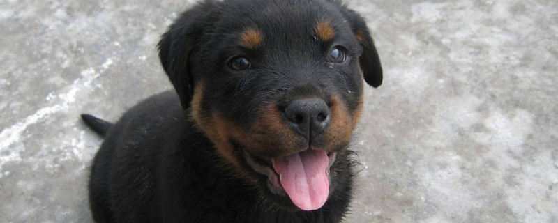 罗威纳犬家养危险么
