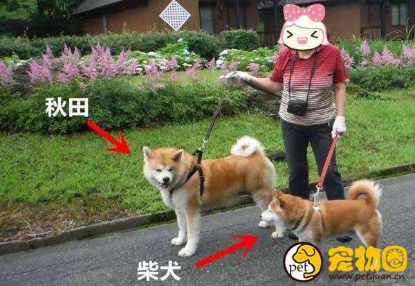 柴犬和秋田犬的区别是什么，柴犬呆萌秋田犬霸气