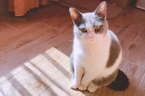 猫咪身上有毛怕冷吗