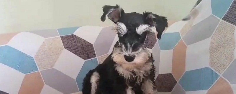 哑巴狗有什么症状