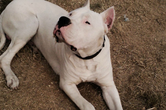 杜高犬对主人忠诚吗