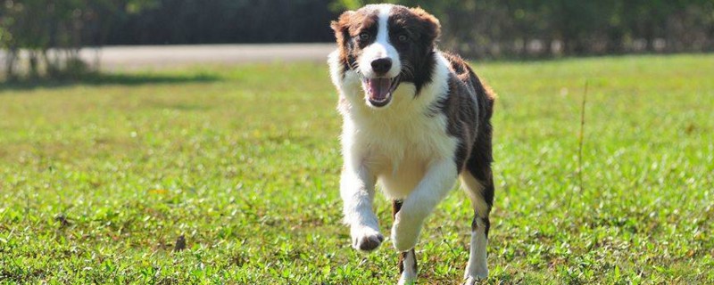 边境牧羊犬适合家养吗