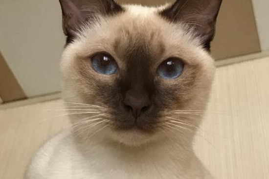 猫咪反胃但不吐