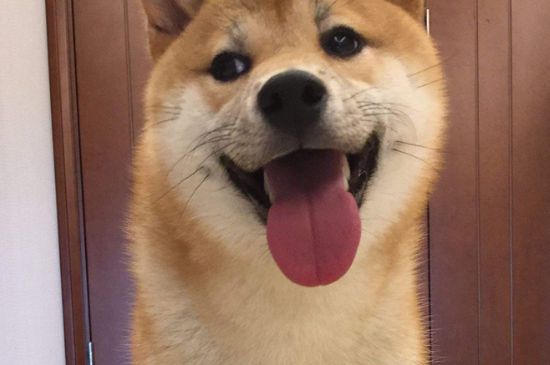 柴犬怕冷吗