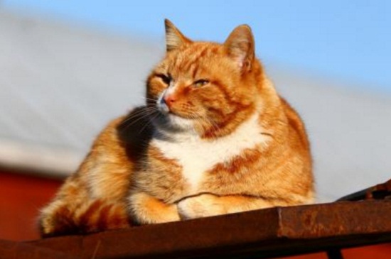 猫咪摔了内伤能自愈吗