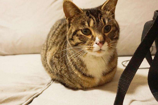 狸花猫生病了怎么办