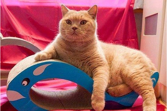 猫抓板附带粉末是什么，猫抓板里送的粉末有用吗