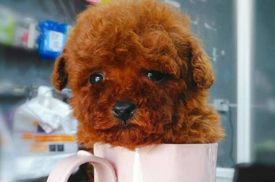 茶杯犬为什么养的人少