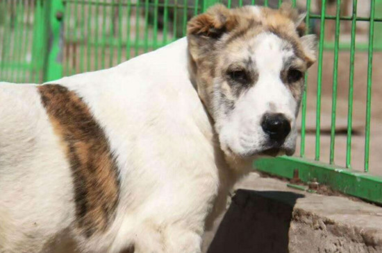 巨型犬体型排名