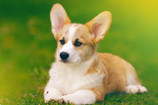 柯基犬几个月训教最佳