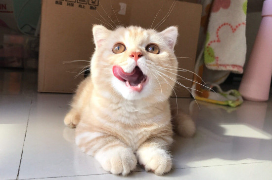 猫一年四季都脱毛吗