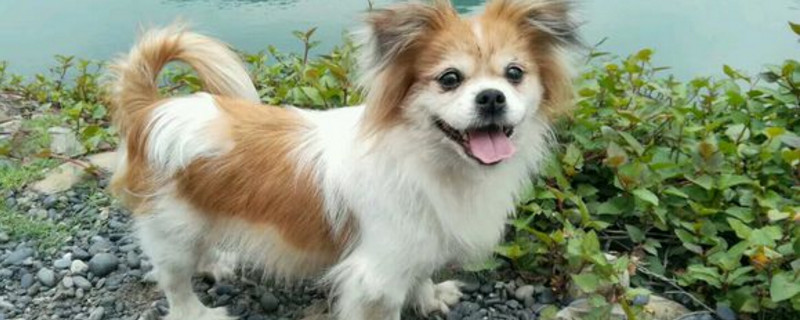 狗身上有小黑点渣渣