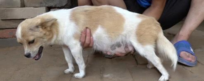 狗狗肚子叫的特别响