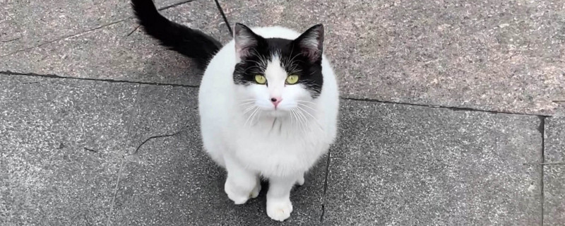 猫饿急了会攻击人吗