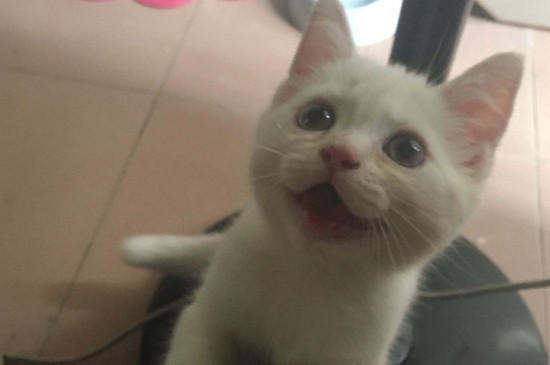 猫一年四季都脱毛吗