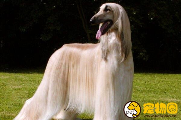 阿富汗猎犬智商最低，却是唯一能进入五星级酒店的名媛犬