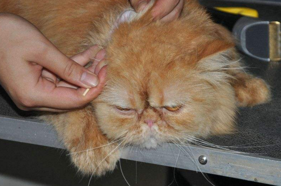 给猫咪掏耳朵能掏多深