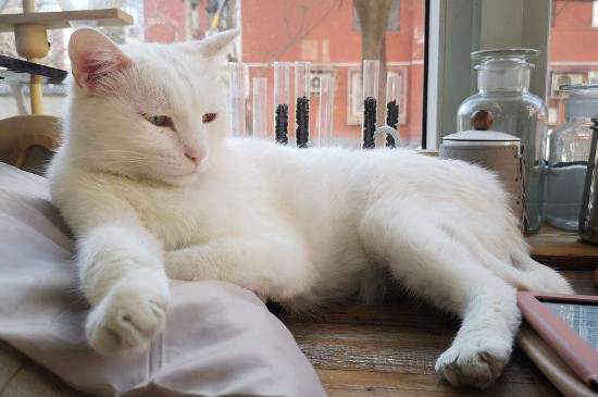 猫疫苗怎么打