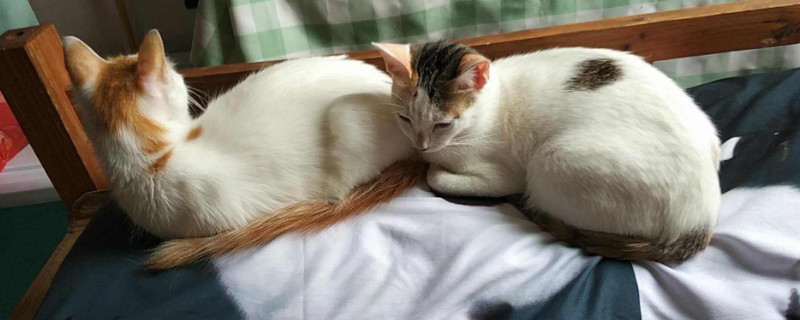 猫咪突然在床上拉尿