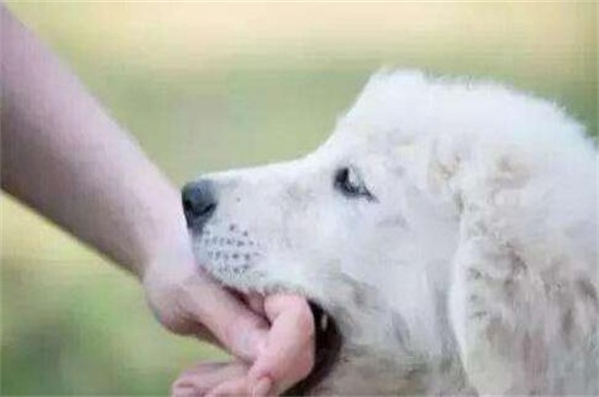 狗狂犬病发作能活多久
