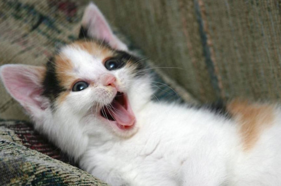 小猫不吃东西一直叫